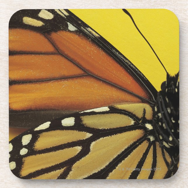 Wing of a butterfly coaster (Front)