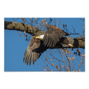 Wing Shadow Bald Eagle Photo Print