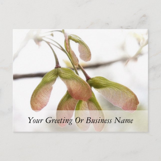 Winged Maple Seed Pods Postcard (Front)