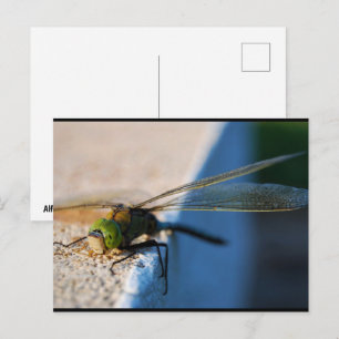 Wings of a Dragonfly Postcard