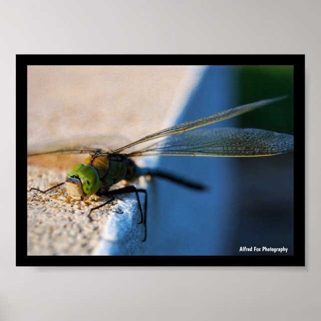 Wings of a Dragonfly Poster (Front)