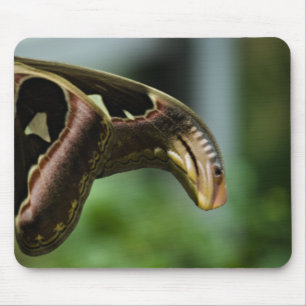 Wings of Atlas Mousepad