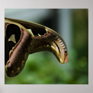 Wings of Atlas Print