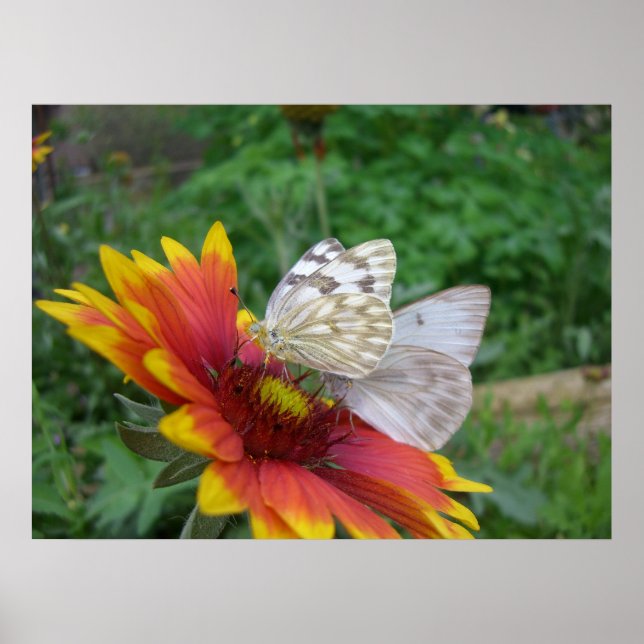 Wings of Grace (4) Poster (Front)