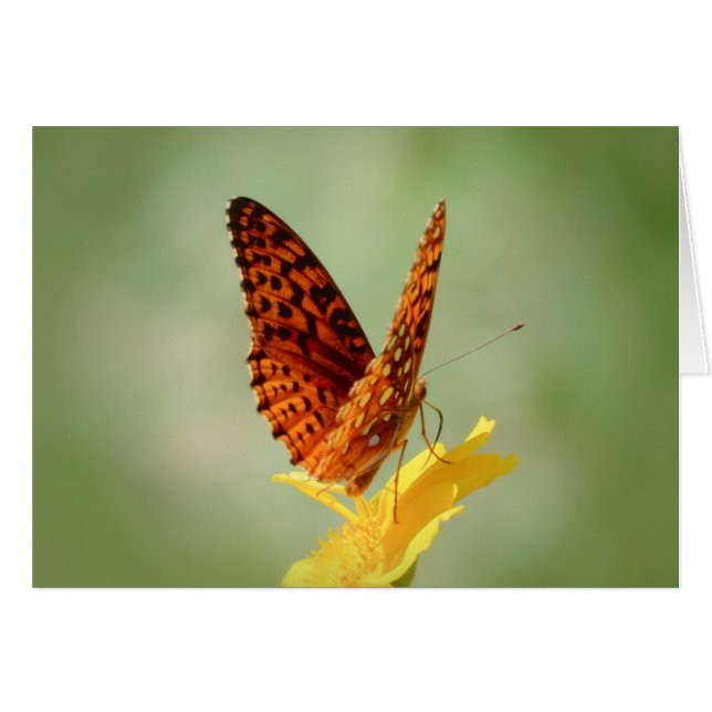 Wings Up - Fritillary Butterfly (Front Horizontal)