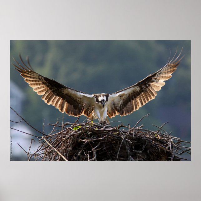 Wingspan Poster (Front)