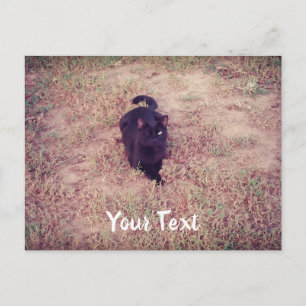 Winking Cat Postcard