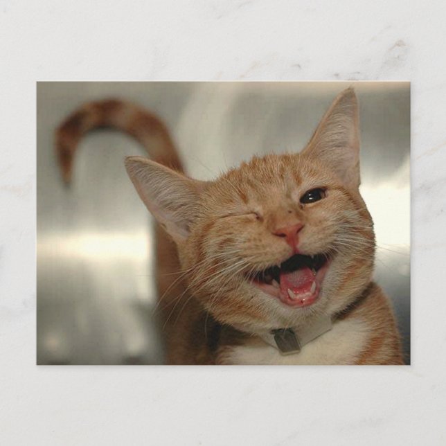 Winking Happy Ginger Cat Postcard (Front)