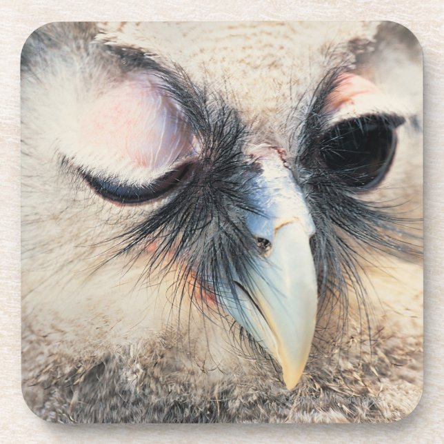 Winking Owl Coaster (Front)
