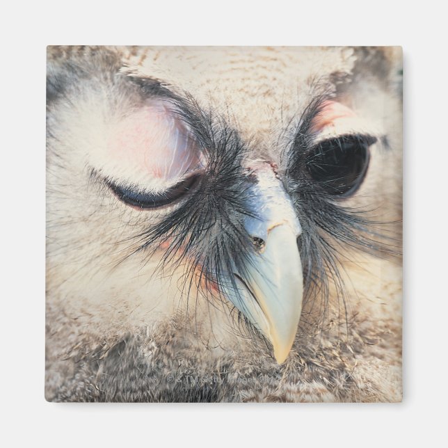 Winking Owl Magnet (Front)