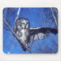 Winking owl