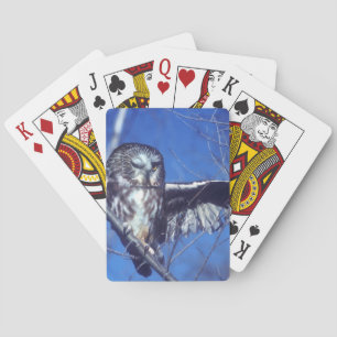 Winking owl playing cards