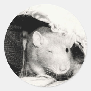 Winking Rat! Classic Round Sticker