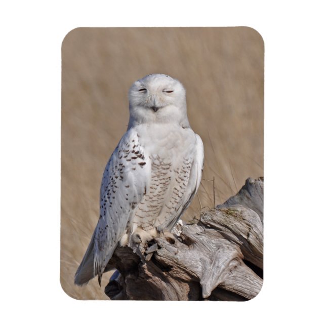 Winking Snowy Owl Magnet (Vertical)