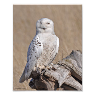 Winking Snowy Owl! Photo Print
