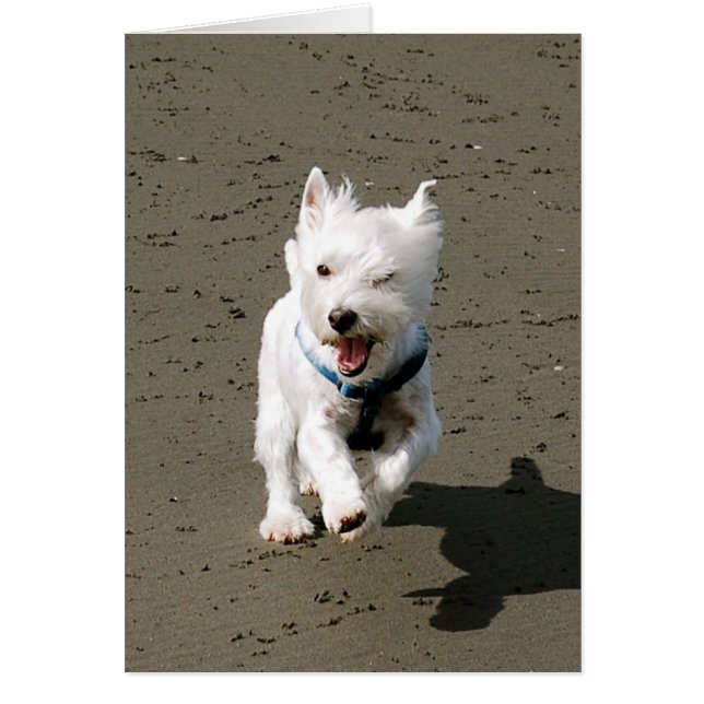 Winking Westie (Front)