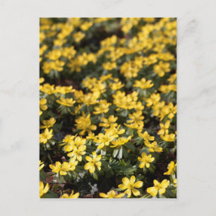 Winter aconite (Eranthis hyemalis) Postcard