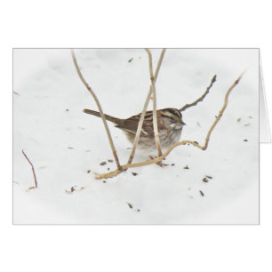 Winter and the Sparrow