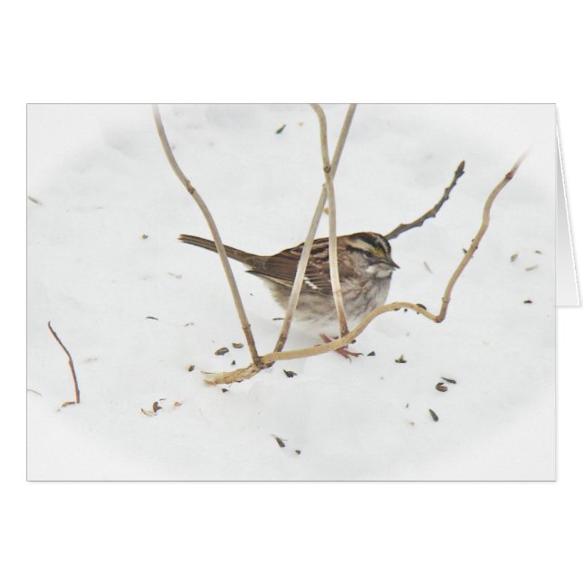 Winter and the Sparrow (Front Horizontal)