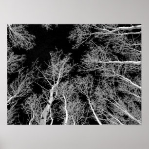 Winter Aspen Trees - Black Sky Poster