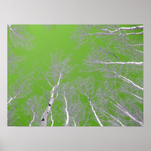 Winter Aspen Trees - Green Sky Poster