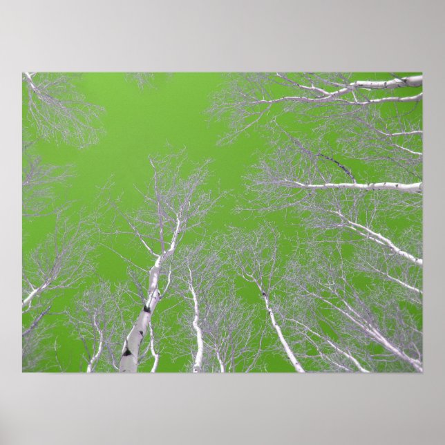 Winter Aspen Trees - Green Sky Poster (Front)