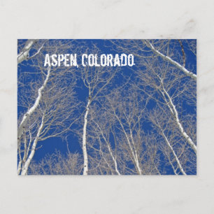 Winter Aspen Trees in Aspen, Colorado Postcard