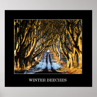 Winter Beeches Poster