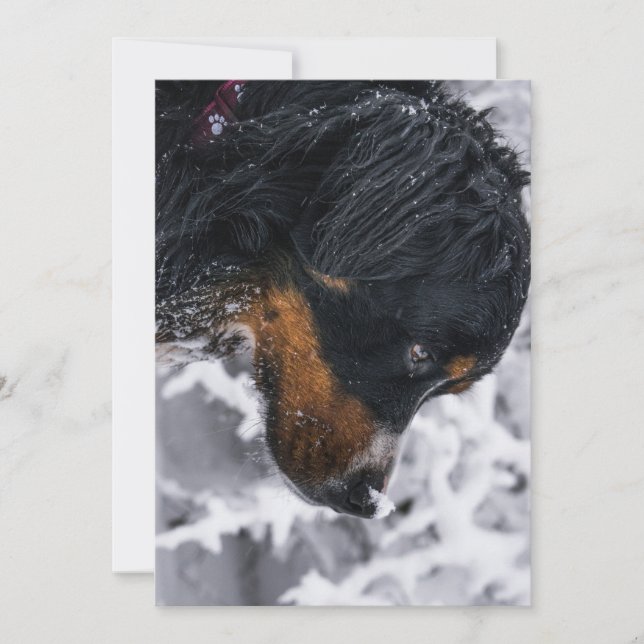 winter bernese mountain dog birthday invitation (Front)