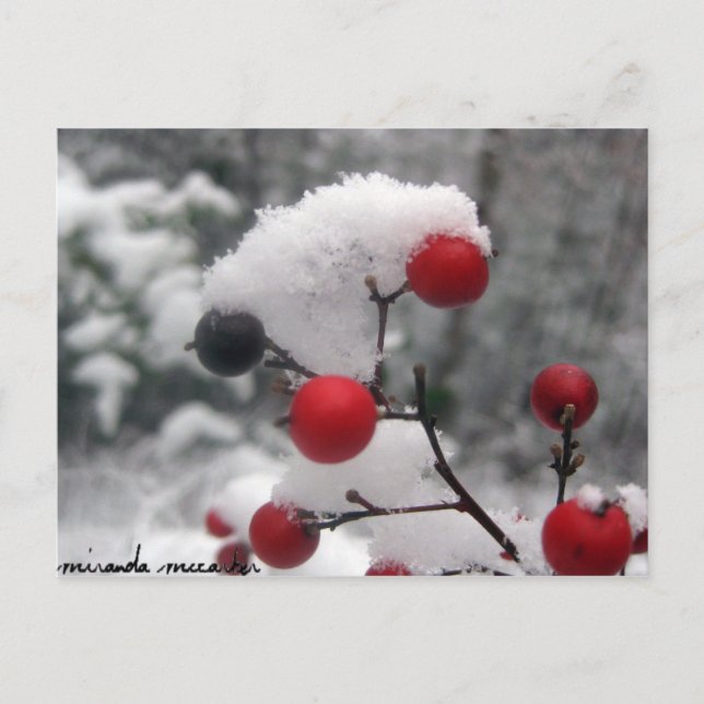 Winter Berries Postcard (Front)