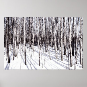 Winter Birch, Tree Snow Forest Branches Nature Poster