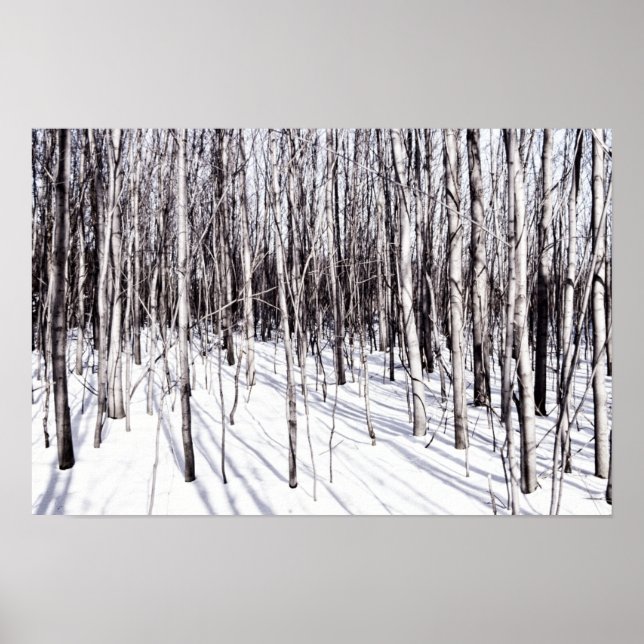 Winter Birch, Tree Snow Forest Branches Nature Poster (Front)