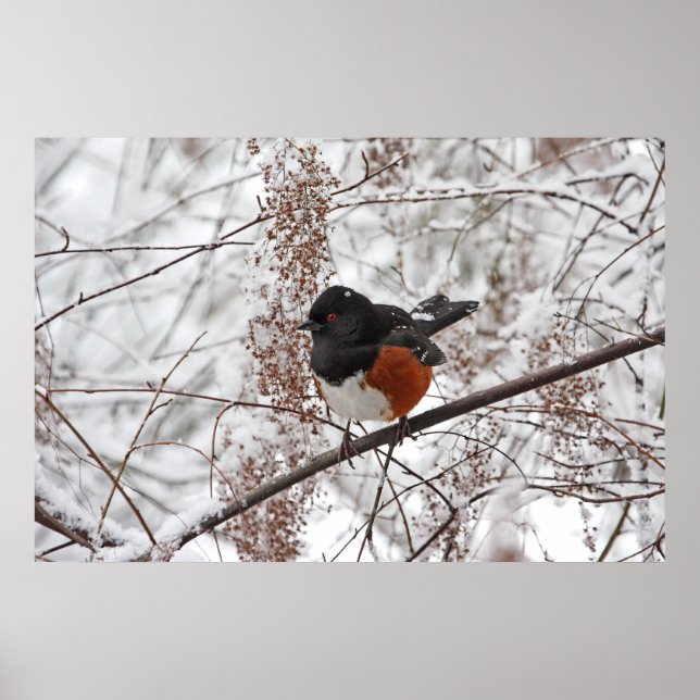 Winter Bird in the Snow Poster (Front)