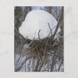 Winter Bird Nest Postcard