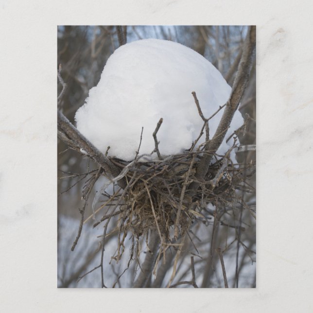 Winter Bird Nest Postcard (Front)