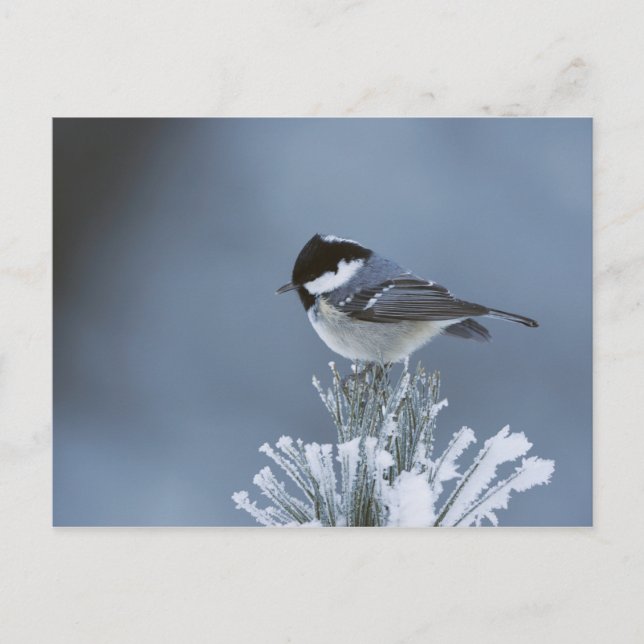 Winter Bird Perched on Frosted Pine Branch Holiday Postcard (Front)