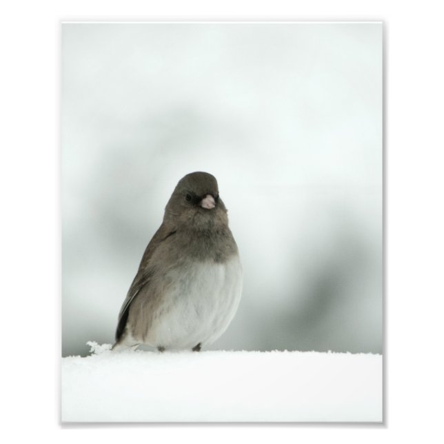Winter Bird Photo Print (Front)