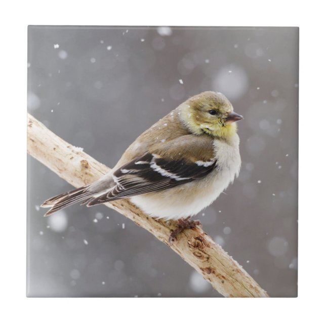 Winter Bird Snow Scene - American Goldfinch Ceramic Tile (Front)