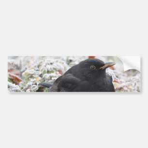 Winter Blackbird Bumper Sticker