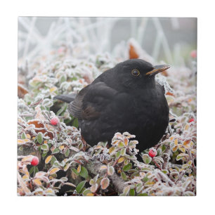 Winter Blackbird Ceramic Tile
