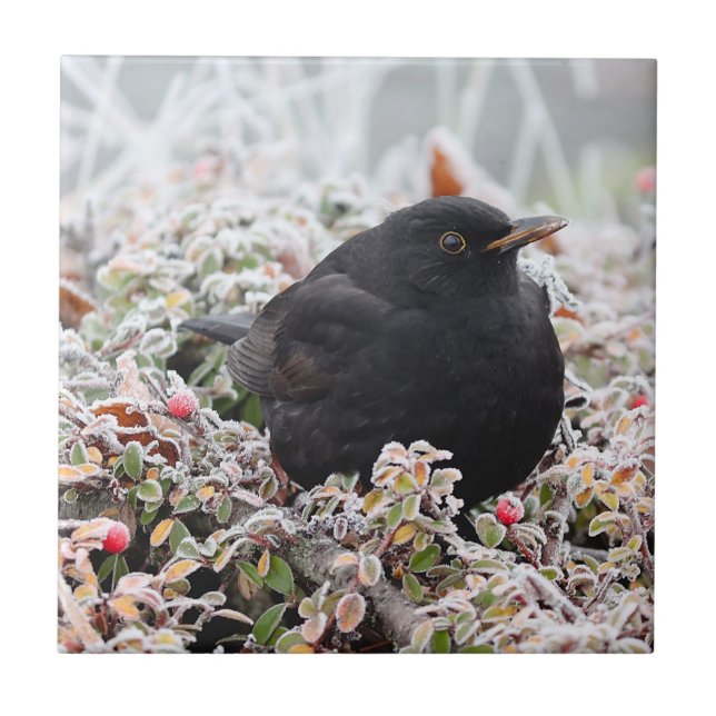 Winter Blackbird Ceramic Tile (Front)