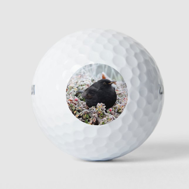 Winter Blackbird Golf Balls (Front)