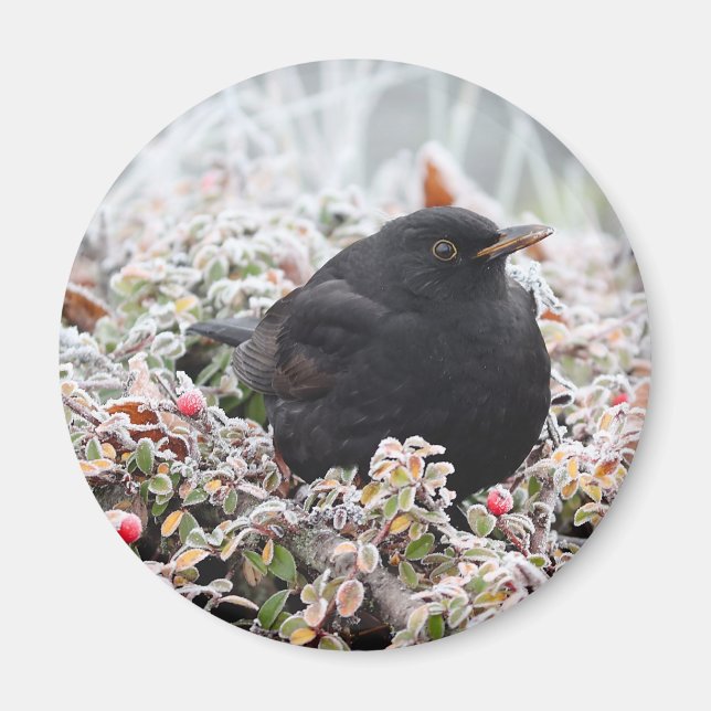 Winter Blackbird Magnet (Front)