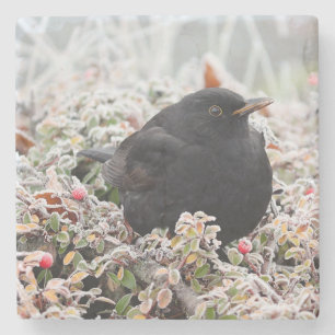 Winter Blackbird Stone Coaster