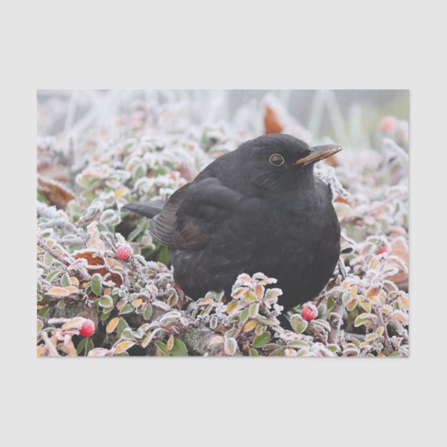 Winter Blackbird Tissue Paper (Front)