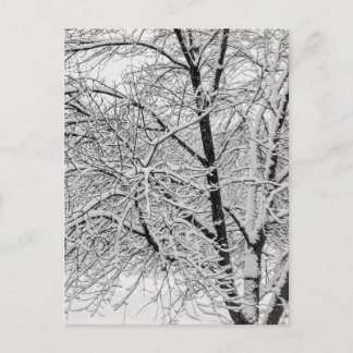 Winter Blizzard Storm Snowy Tree Nature Photograph Postcard
