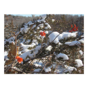 "Winter Blossoms" Photo Print