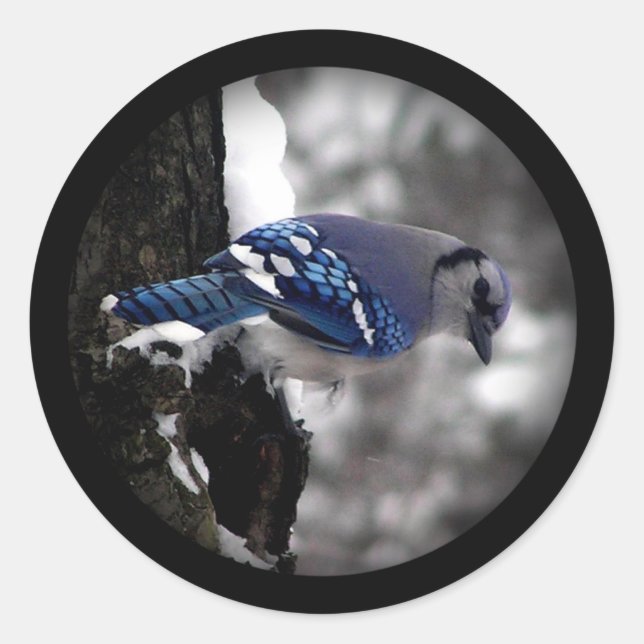 Winter Blue Jay  Classic Round Sticker (Front)