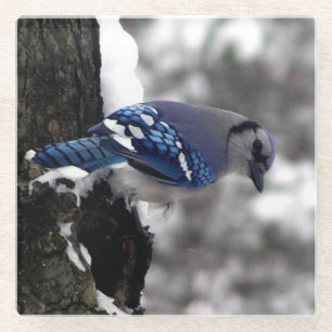Winter Blue Jay Glass Coaster