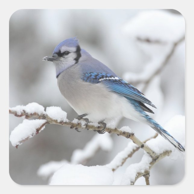 Winter Blue Jay Square Sticker (Front)